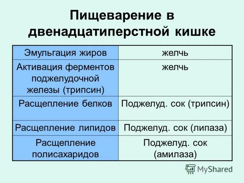 Ферменты 12 перстной. Пищеварение в двенадцатиперстной кишке таблица. Двенадцатиперстная кишка ферменты таблица. Пищеварение в двенадцатиперстной Кишк. Ферменты двенадцатиперстной кишки и их функции.