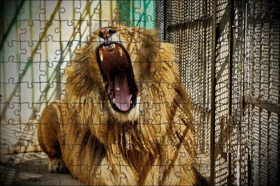 Circus Lion Images - Browse 7,905 Stock Photos, Vectors, and Video Adobe Stock
