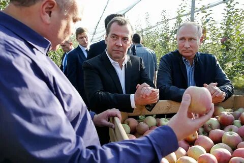 Сад медведевых