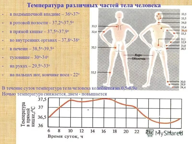 Температура под утро. Температура в различных частях тела. Температура тела человека. Температура различных частей тела человека. Температура тела в разных частях тела таблица.