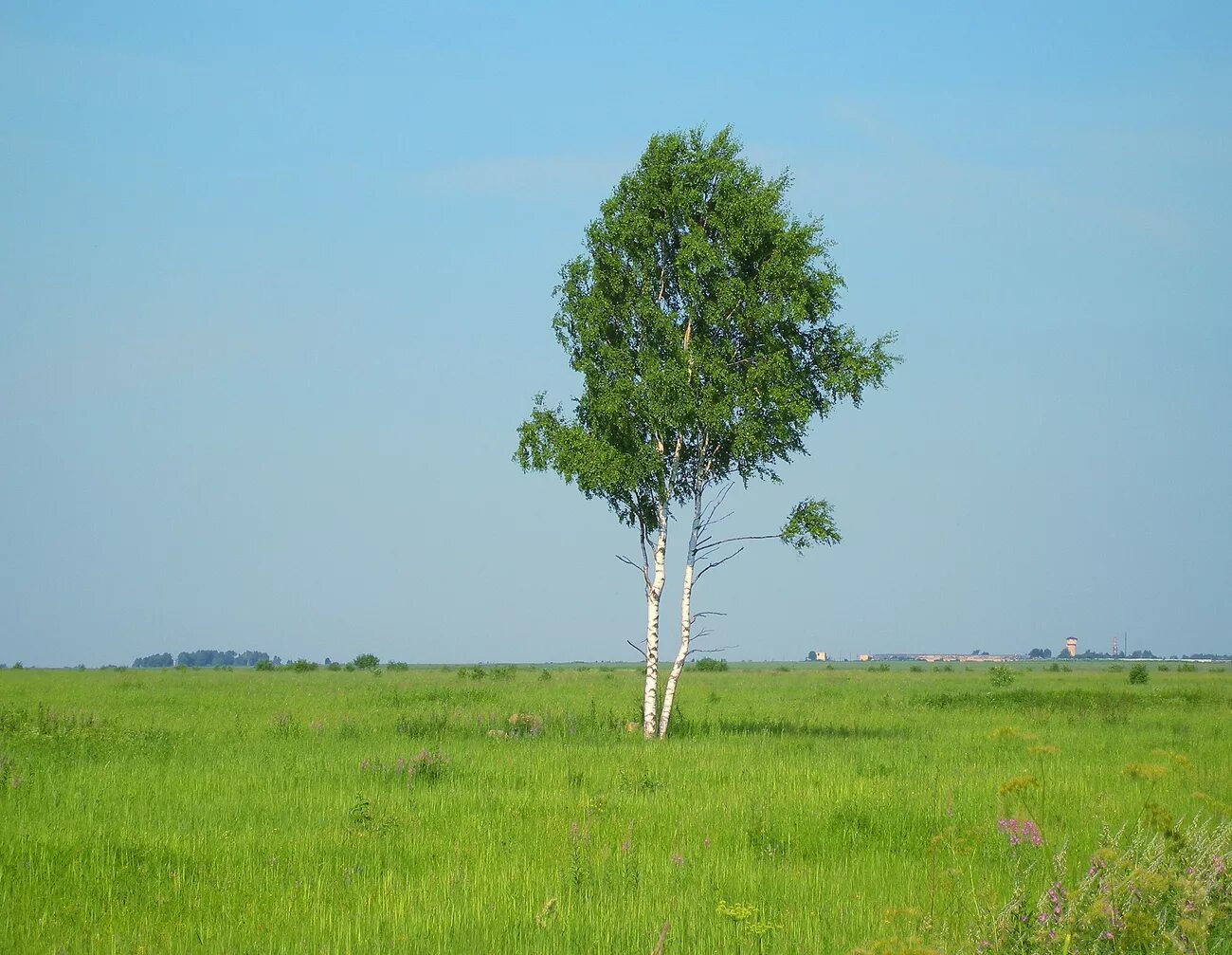Сосна высокая. Одинокое дерево в поле. Три дерева. Ясная поляна дуб вокруг березы. Деревья спереди.