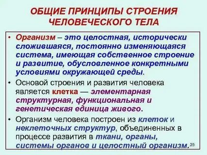 Типы строения органа
