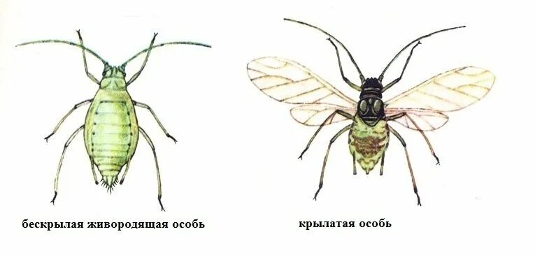 К бескрылым насекомым относятся. Бескрылая и Крылатая тля. Строение тли. Тля рисунок. Внешнее строение тли.