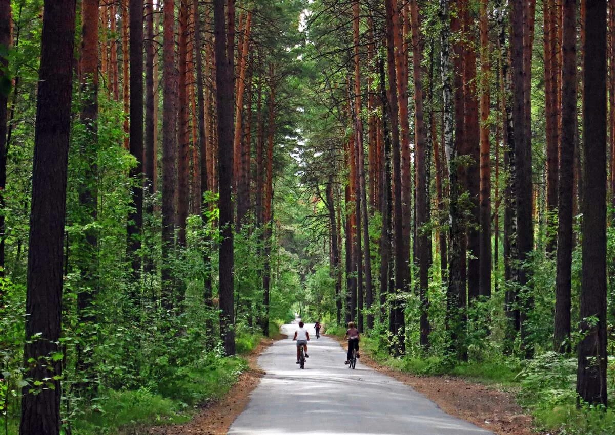 Г хвойная. Парк Заельцовский Бор. Заельцовский лес Новосибирск. ПКИО Заельцовский парк. ПКИО Заельцовский парк Новосибирск.