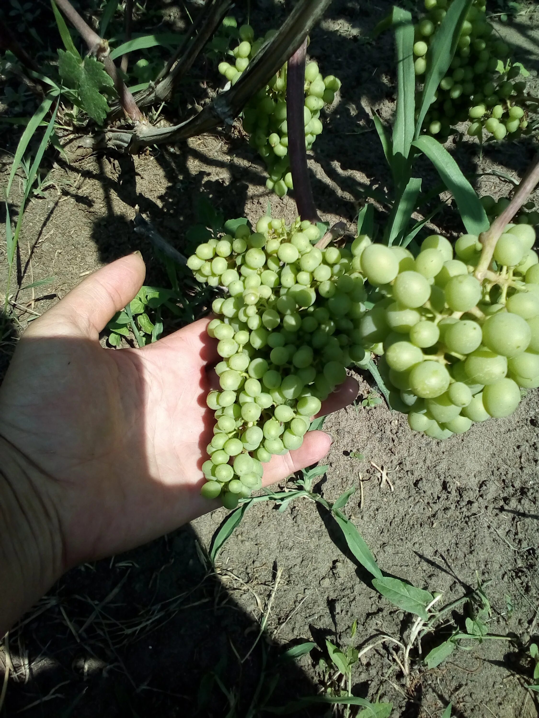 калорийность винограда кишмиш. кишмиш пятерочка. хочу сгущенку. кишмиш мем. кишмиш мем.