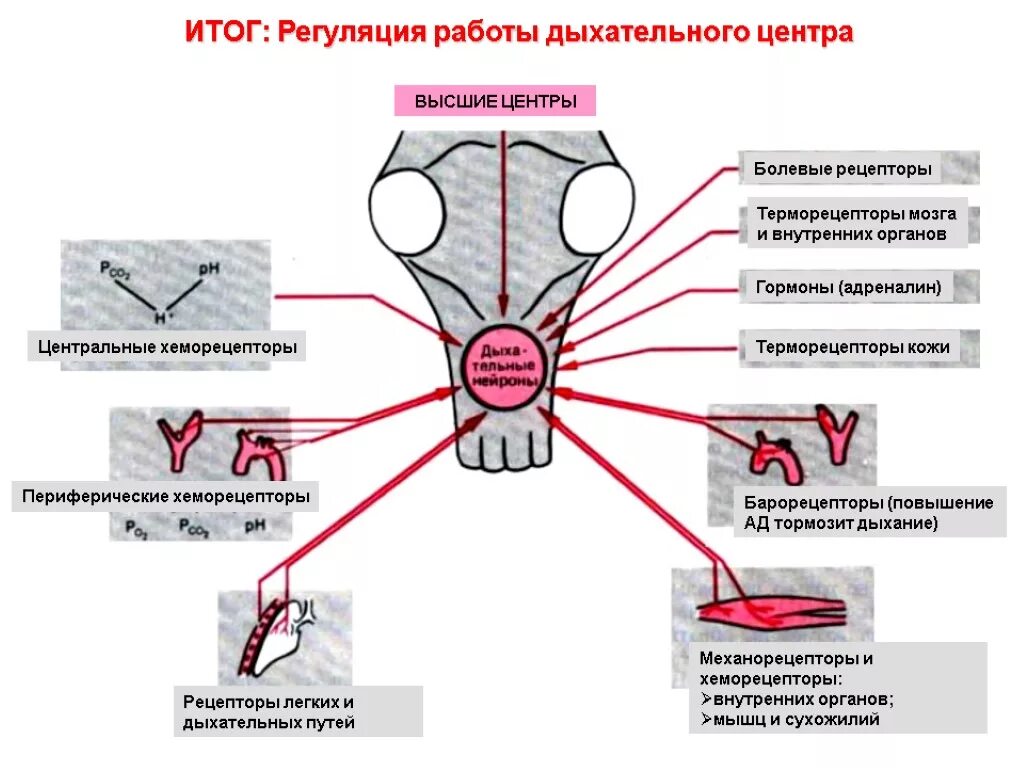 Схема хеморецепторов в регуляции дыхания. Рецепторы дыхания физиология. Периферические и центральные механизмы регуляции дыхания. Рефлекторные механизмы регуляции дыхания физиология.