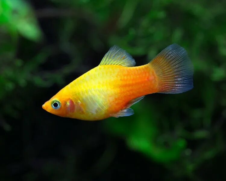 Platy