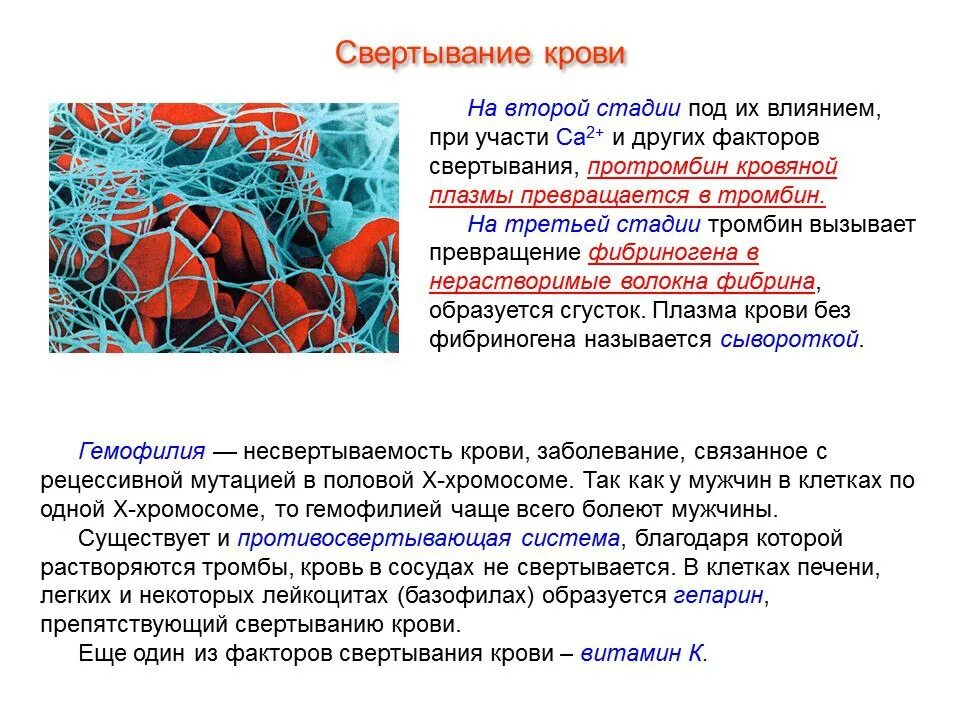 Свертывание крови печень