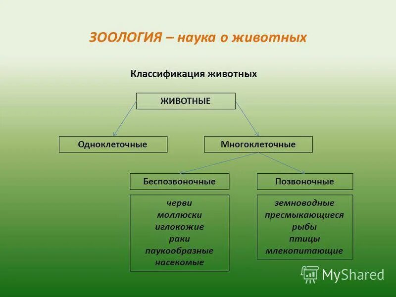 Многообразие животных 5 класс таблица. Классификация животных 6 класс биология. классификация животных 5 класс биология. классификация животных систематика. зоология систематика животных.