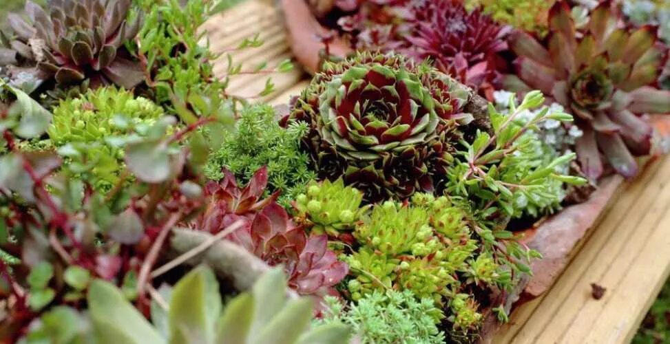 Молодило выращивание. Суккуленты молодило семпервивум. Альпийская живучка Sempervivum.