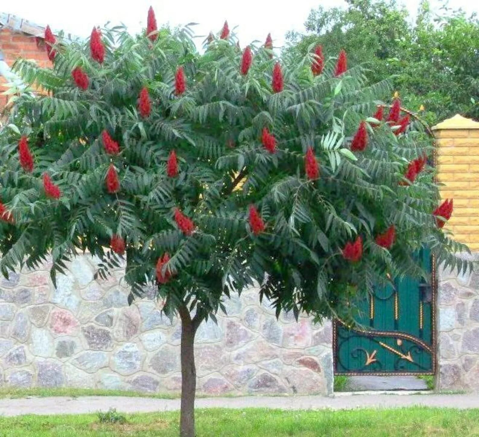Сумах уксусное дерево. Сумах оленерогий уксусное. Южное дерево свечка. Сумах оленерогий уксусное дерево. Южное дерево свечка.