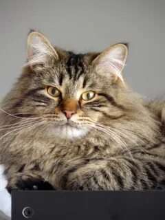 Сибирская кошка и кот