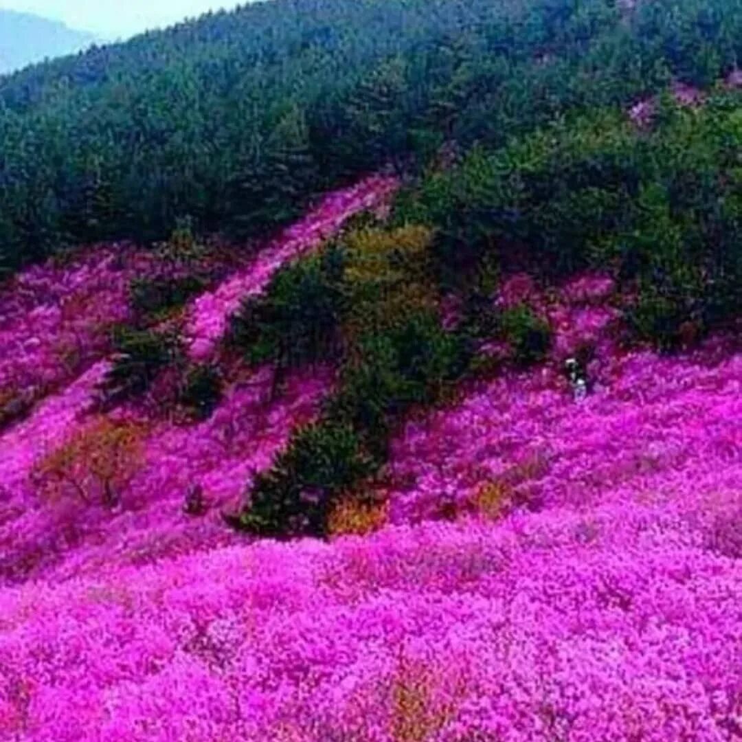 Багульник в Забайкалье. Цветение багульника в Забайкалье. Рододендрон Даурский багульник. Забайкальский багульник (рододендрон Даурский). Песня где то багульник