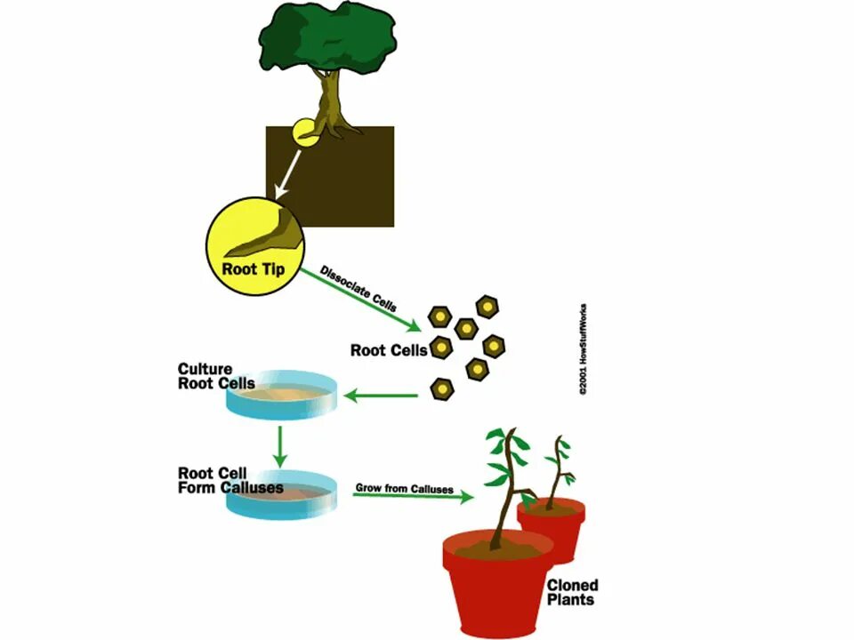 Почему растения клонируются легче животных. Клонирование растений. Клонирование растений презентация. Инфографика клонирование растений. Клонирование растений писанина.