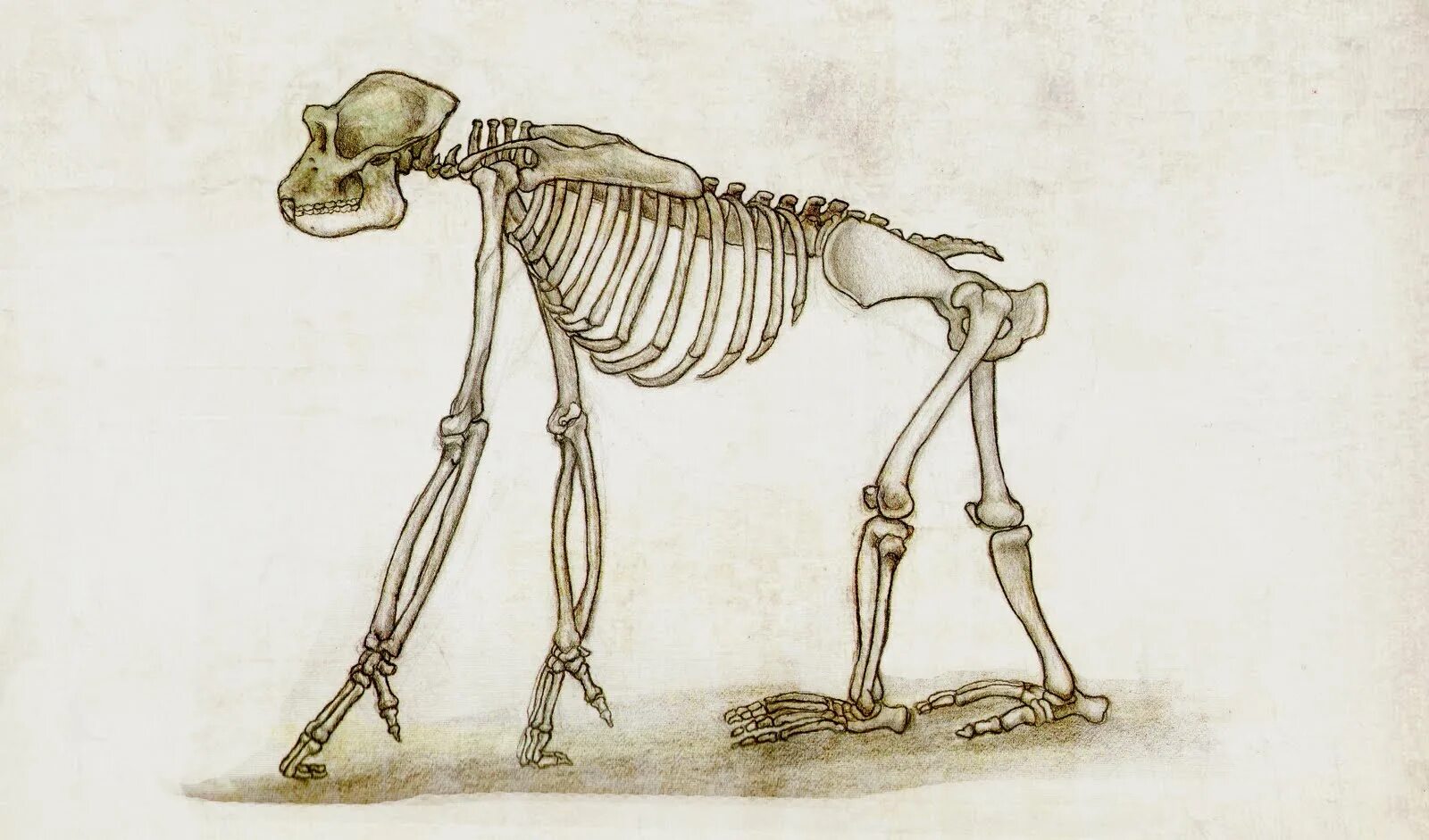 Приматы строение скелета. Строение гориллы скелет. Скелет обезьяны. Обезьяна скелет анатомия. Шимпанзе передняя конечность