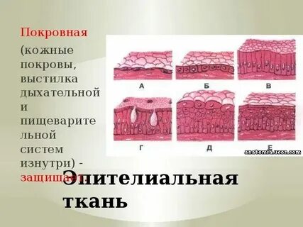 Покровная система какие органы