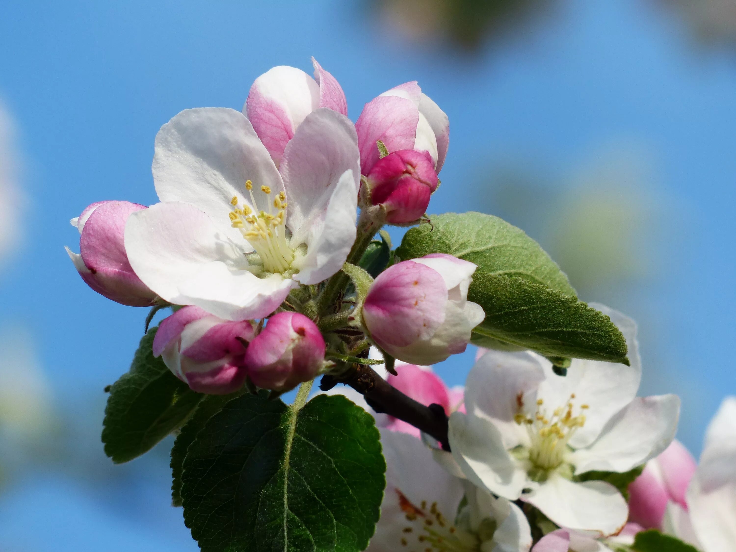 Яблоня Пинк Роуз. Яблоневый цвет (Apple Blossom)пл. Цветет яблоня Пинк Роуз. Яблоневый цвет Malus. Картинки яблоневый цвет