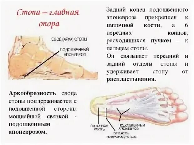 Положение подошвенного сгибания. Положение подошвенного сгибания