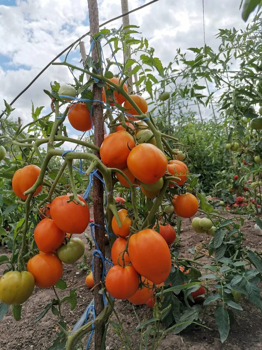 Семена томатов рязань. Помидоры сорт хурма. Сорт томатов хурма. Высота томата хурма.