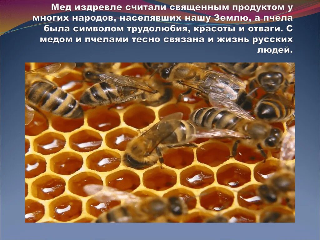 Сколько делать мед. Пчелы и мед. Соты пчелиные. Пчелы делают мед. Как пчелы делают мед.