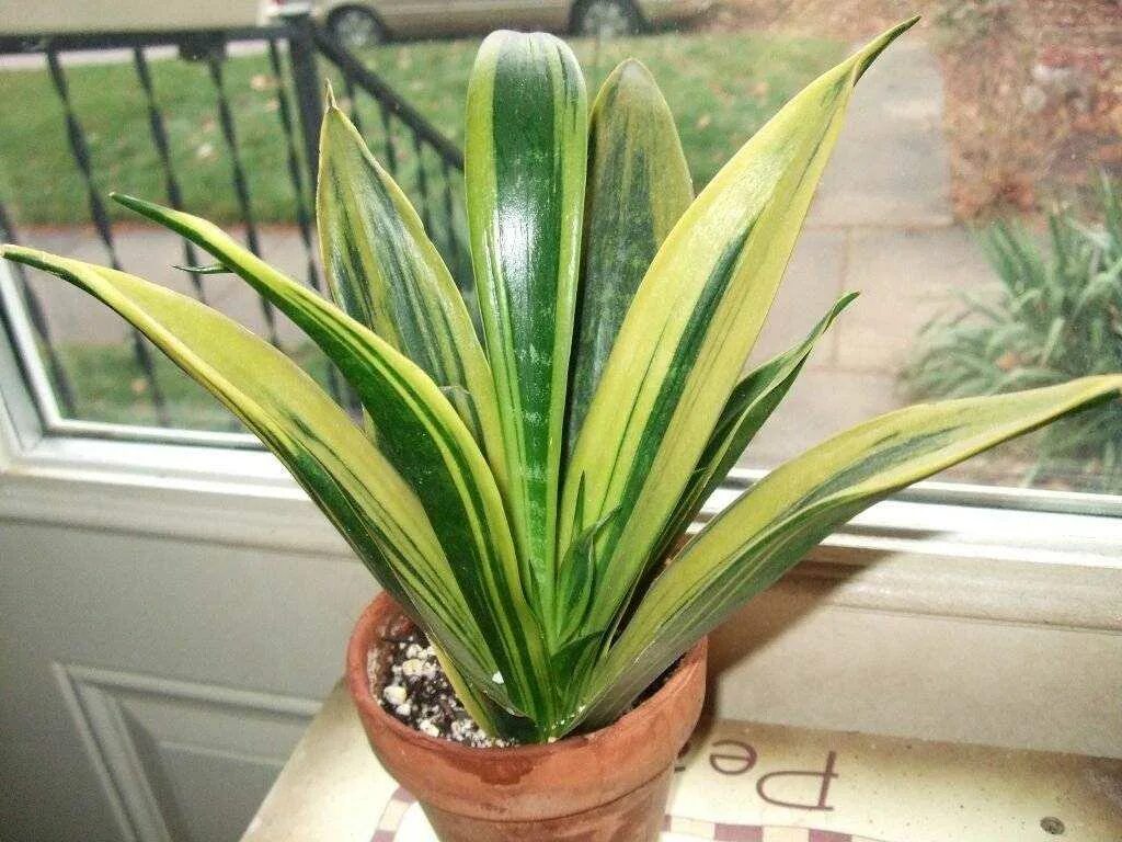 Сансевиерия щучий хвост приметы суеверия. Щучий хвост цветок поверье. Крокодилий хвост цветок. Тёщин язык цветок. Сансевиерия щучий хвост поверья.