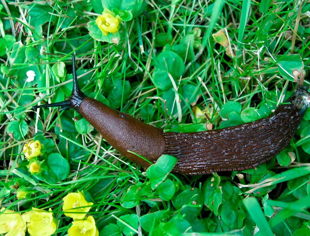 Фото слизанный. Испанском СЛИЗНЕ Arion vulgaris. СЛИЗЕНЬ Arion lusitanicus. Arion lusitanicus слизняки. СЛИЗНЯК Арион Вулгарис.