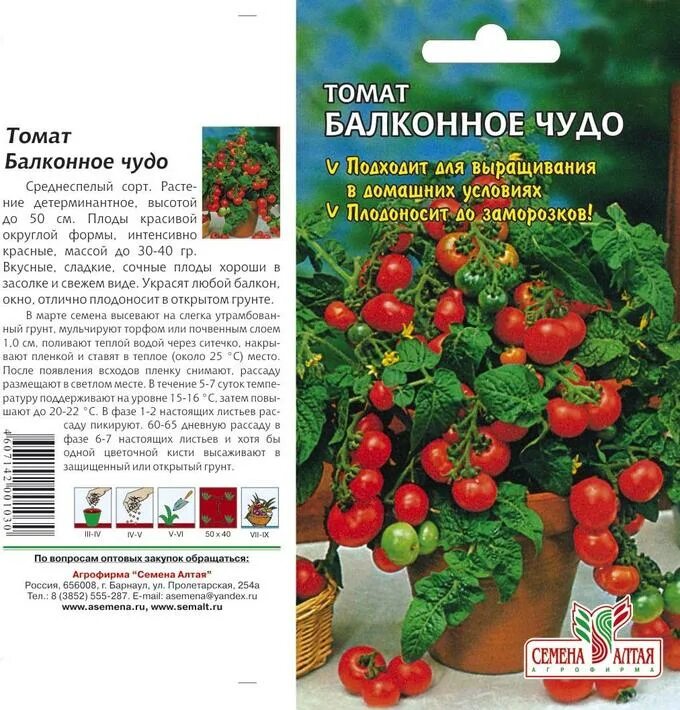 Балконное чудо помидоры отзывы до и после фото - ViktoriaFoto.ru