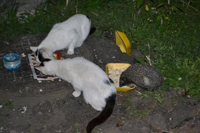 Ежик во дворе. Ежи во дворе. еж и кот во дворе. двор ежа.
