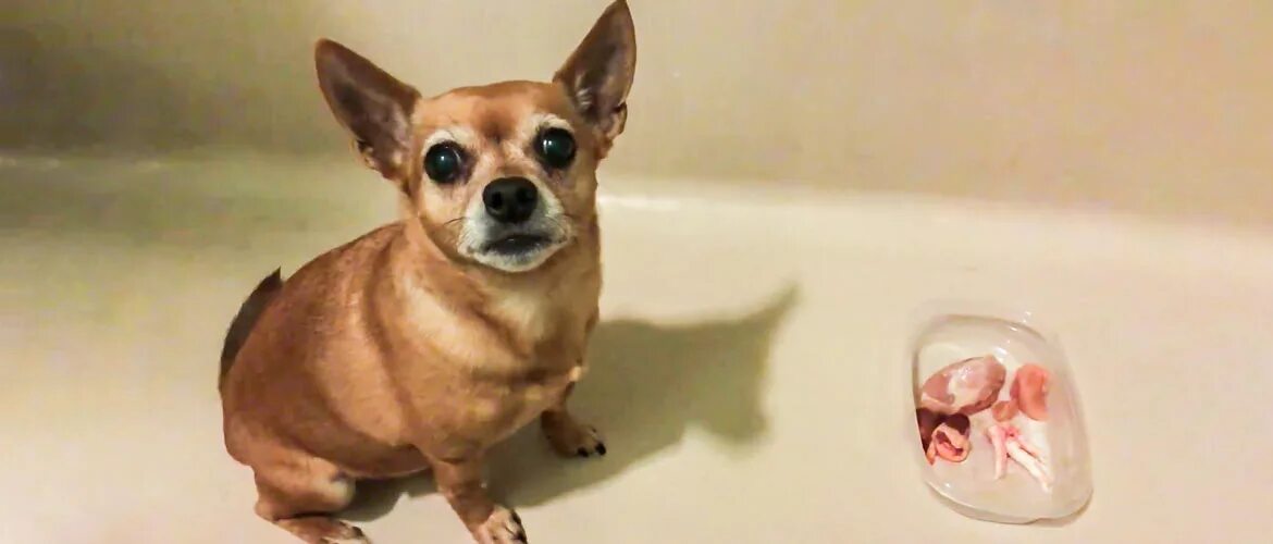 Питание собаки чихуахуа. Какие каши можно чихуахуа. Какие каши можно чихуахуа. Чихуахуа ест корм. Питание собаки чихуахуа.