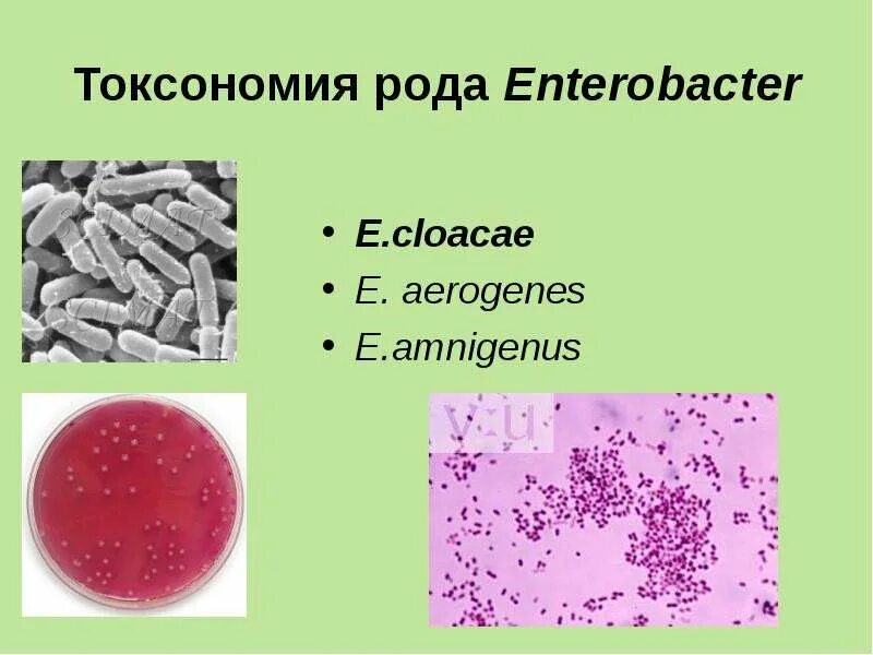 Энтеробактер cloacae. Энтеробактер на среде Эндо. Энтеробактер аэрогенес. Энтеробактер клоаке на средах Эндо. Enterobacter cloacae что это