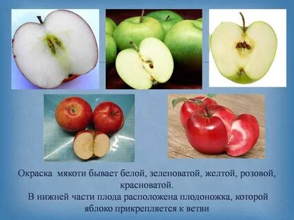 Как называется мякоть яблока