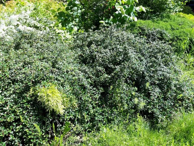 Cotoneaster melanocarpus - Image of an specimen - Plantarium