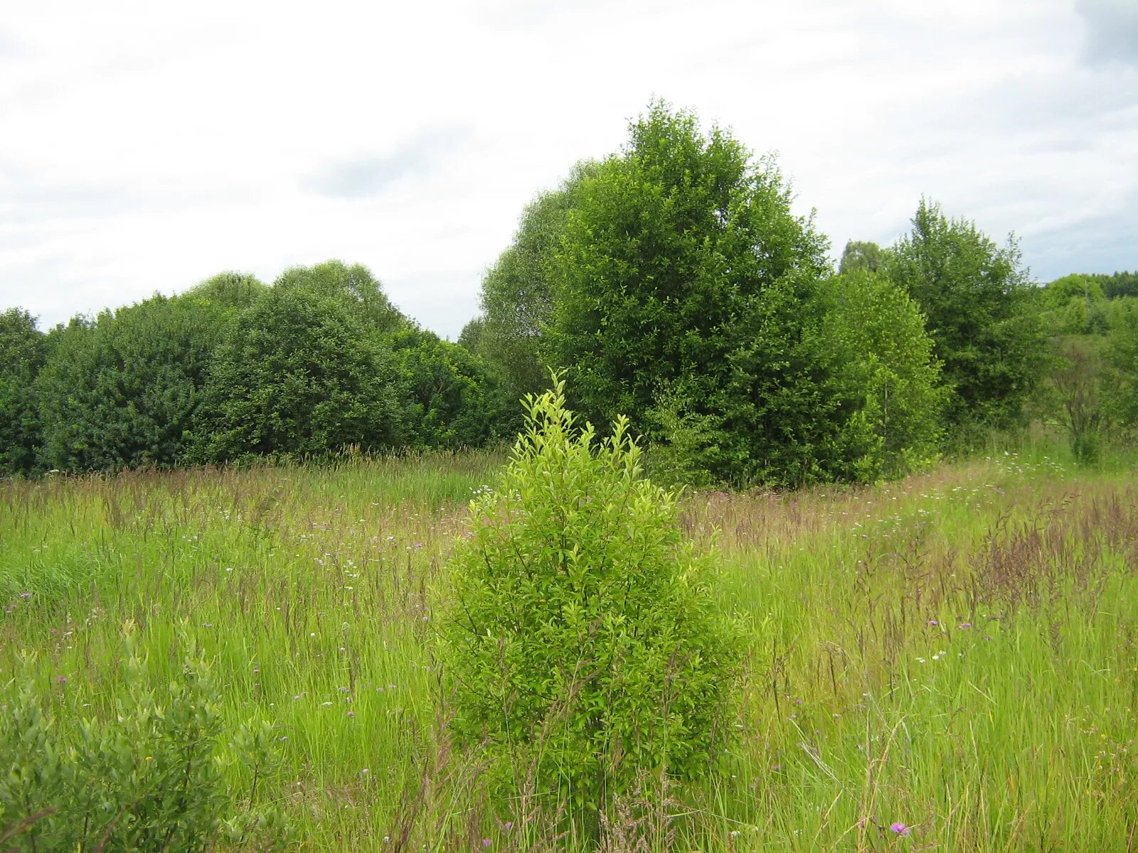 кустарниковые заросли. заросшие кусты. заросший кустарник. заросший участок. ива ивняк.
