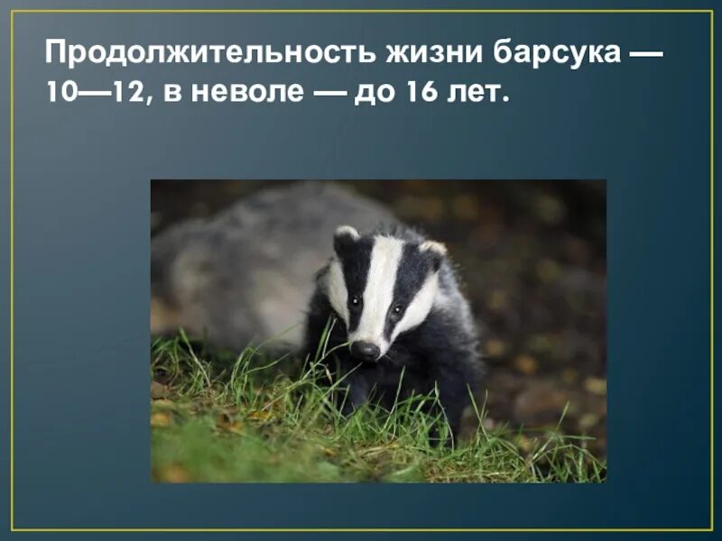 Известно что барсук обыкновенный всеядное животное ведущее. Барсук. продолжительность жизни барсука. барсук презентация. всеядное животное барсук.