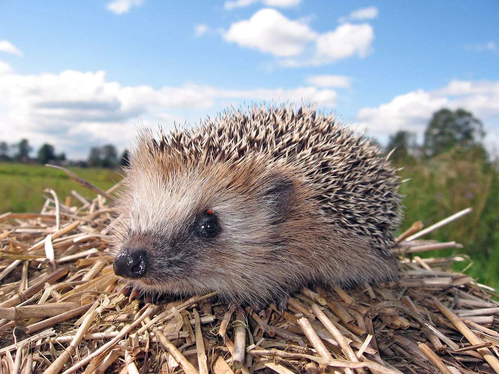 Ежик фото животного в хорошем качестве How to Be the Best Hedgehog Owner (With Pictures) Hedgehog pet, Exotic pets, Cut