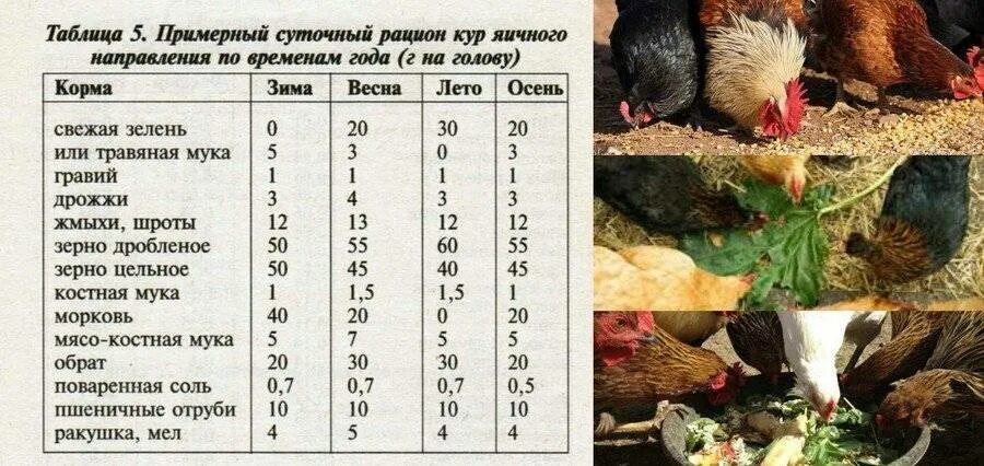 Сколько грамма на 1 курицу. Нормы кормления несушек. Нормы кормления кур несушек. Корм для курочек несушек норма. Норма кормления кур несушек в день.