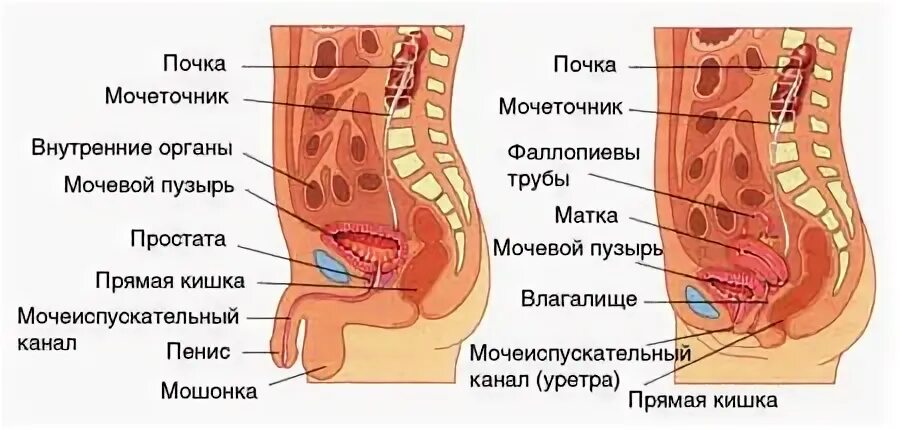 Расположение мочеиспускательного канала у женщин Анатомия: Женский мочеиспускательный канал. Строение, кровоснабжение (сосуды), л