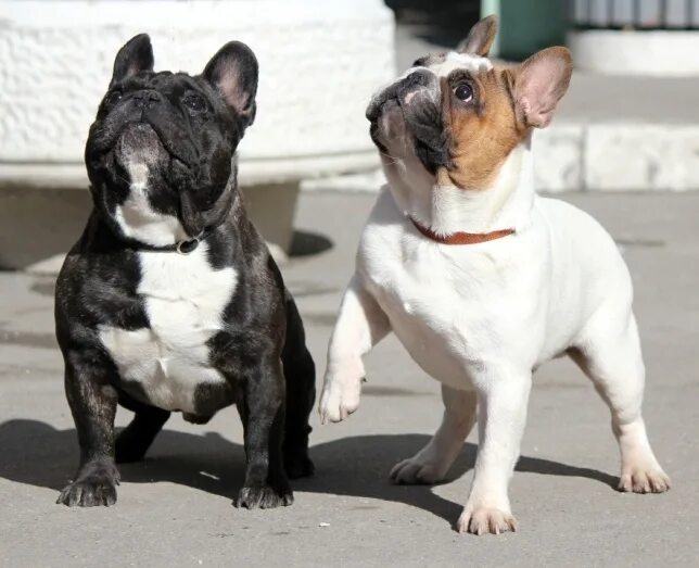 Бульдог стандарт. Французский бульдог мини и стандарт. Французский бульдог взрослый. Французский бульдог ркф. Стандарт французского бульдога ркф.