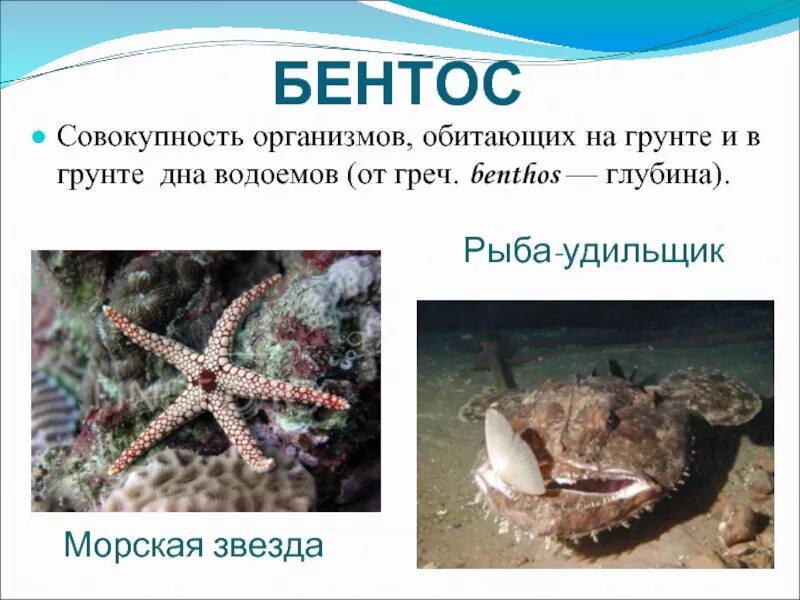 Живые организмы мирового океана. Закапывающийся бентос. Организмы обитающие в мировом океане. Организмы обитающие на дне. Морской бентос свободноживущие.