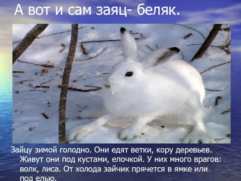 Беседа жизнь животных зимой. Жизнь животных зимой. животные зимой презентация для детей. факты о животных зимой. презентация на тему заяц.