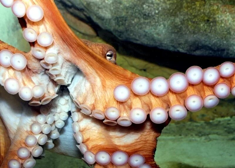 Рот осьминога. Осьминог красивый. Рот осьминога. Рот осьминога. Кальмар lolliguncula brevis.