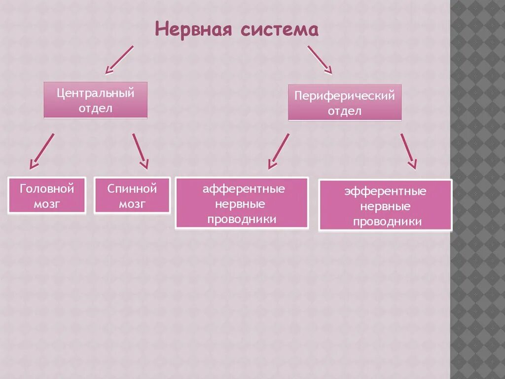 Вещества действующие на нервную систему. Средства действующие на периферическую нервную систему. вещества влияющие на периферическую нервную систему. препараты действующие на афферентную нервную систему. средства влияющие на периферическую нервную систему фармакология.