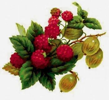 Крыжовник малина