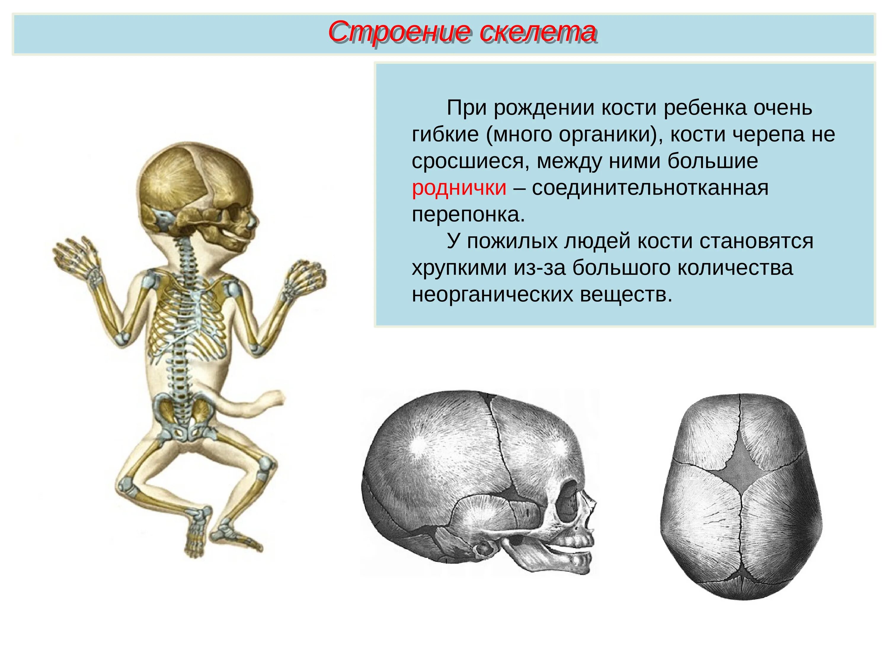 Кости человека. Строение скелета человека. Строение скелета кости. Кости для презентации. Самая крупная кость скелета