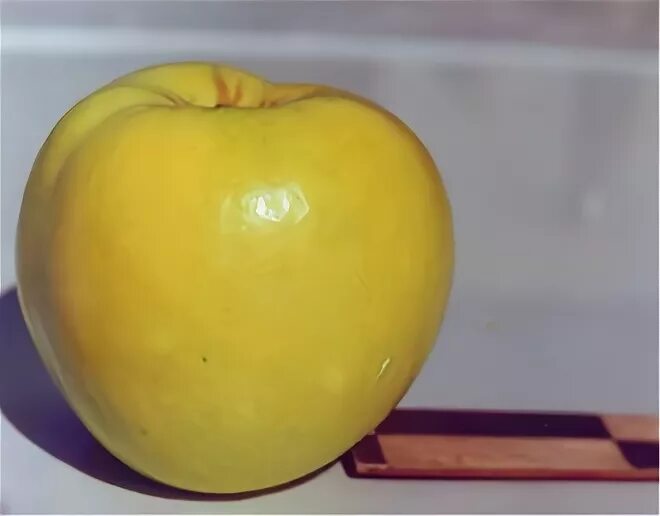 Яблоня желтые яблоки