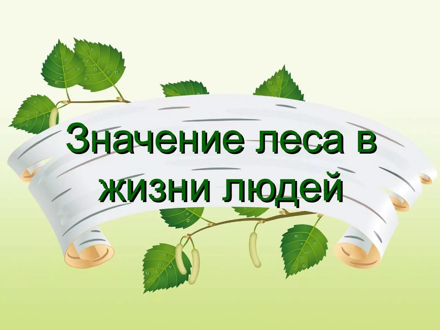 Значение леса в природе. Значение леса в природе