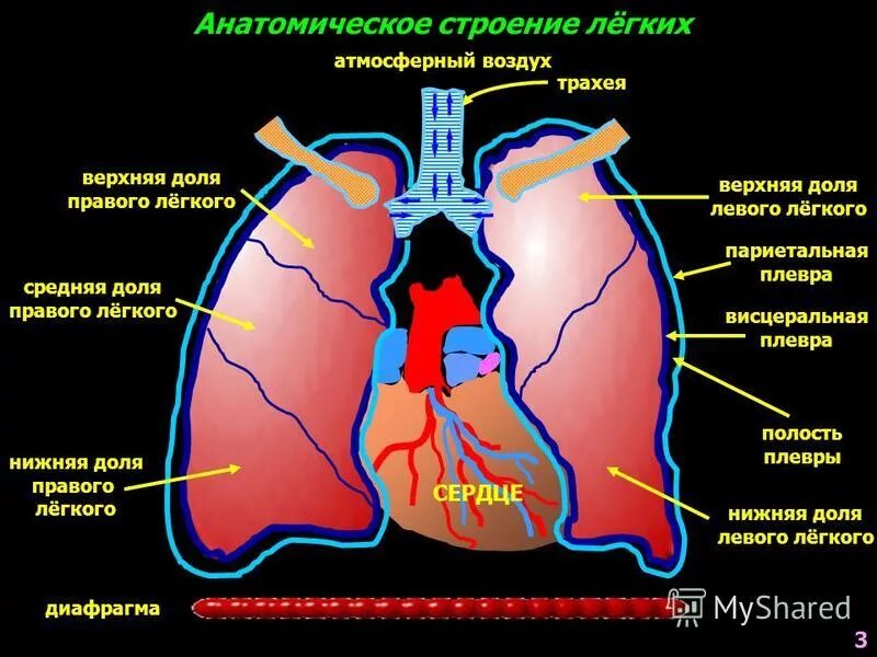 Боли в нижней доле легких