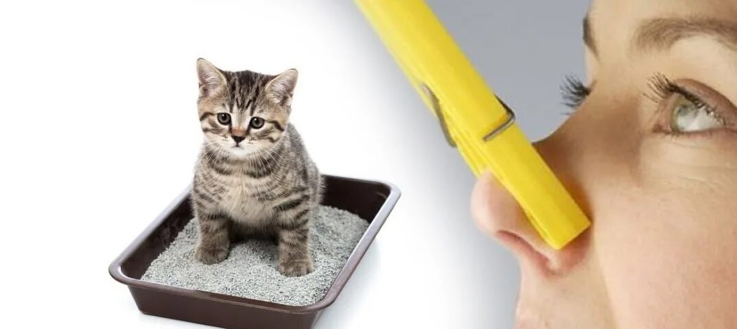 Как убрать запах кошачьего кала. Как убрать запах кошачьего кала