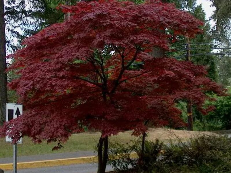 Красные деревья названия и фото. Клен веерный Атропурпуреум. Клен веерный Бладгуд. Клён Пальматум Атропурпуреа. Клен краснолистный.