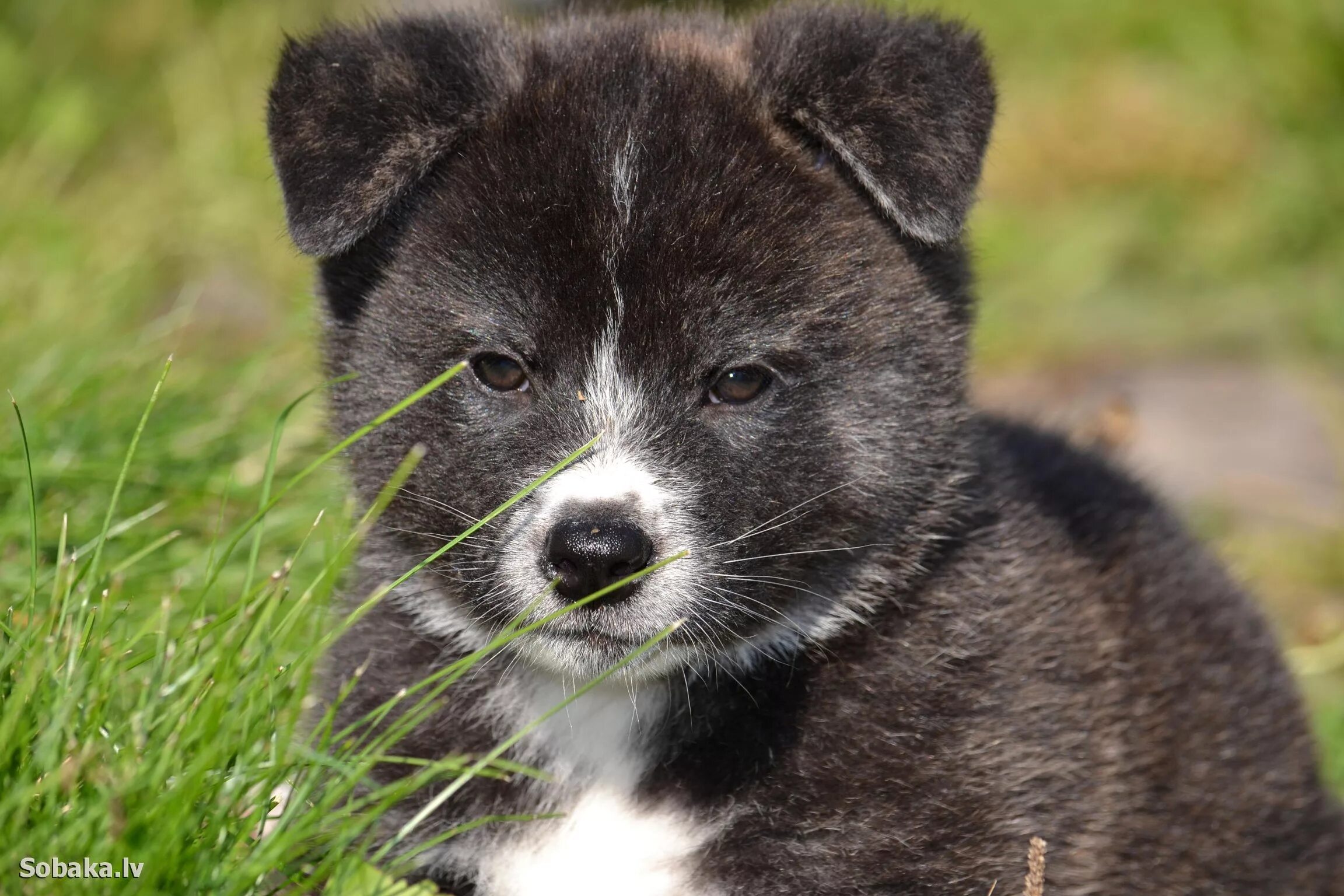 Карельская медвежья лайка. Карело финская медвежья лайка. Карельская медвежья собака лайки. Медвежья лайка. Карело медвежья лайка.